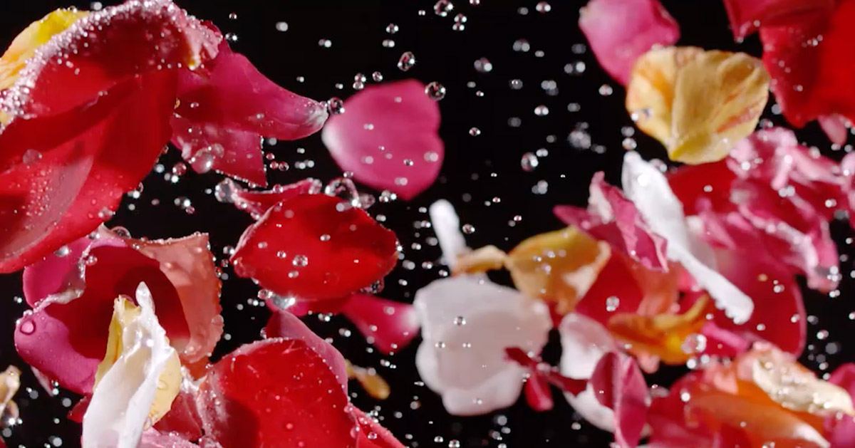 Rose petals and suspended water droplets captured in high-speed slow motion